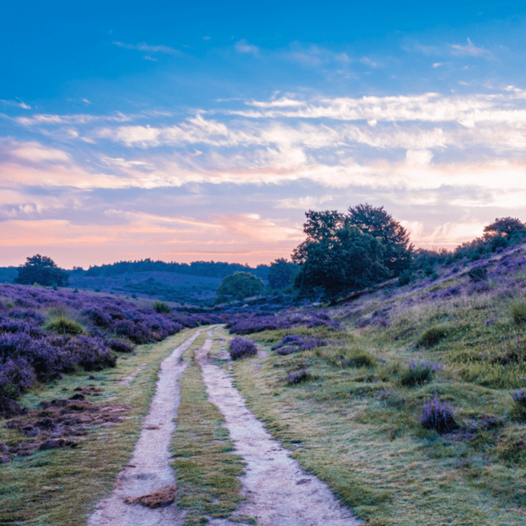 Veluwe
